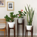 Plant Stand Set of Three at Different Heights in Solid Ash