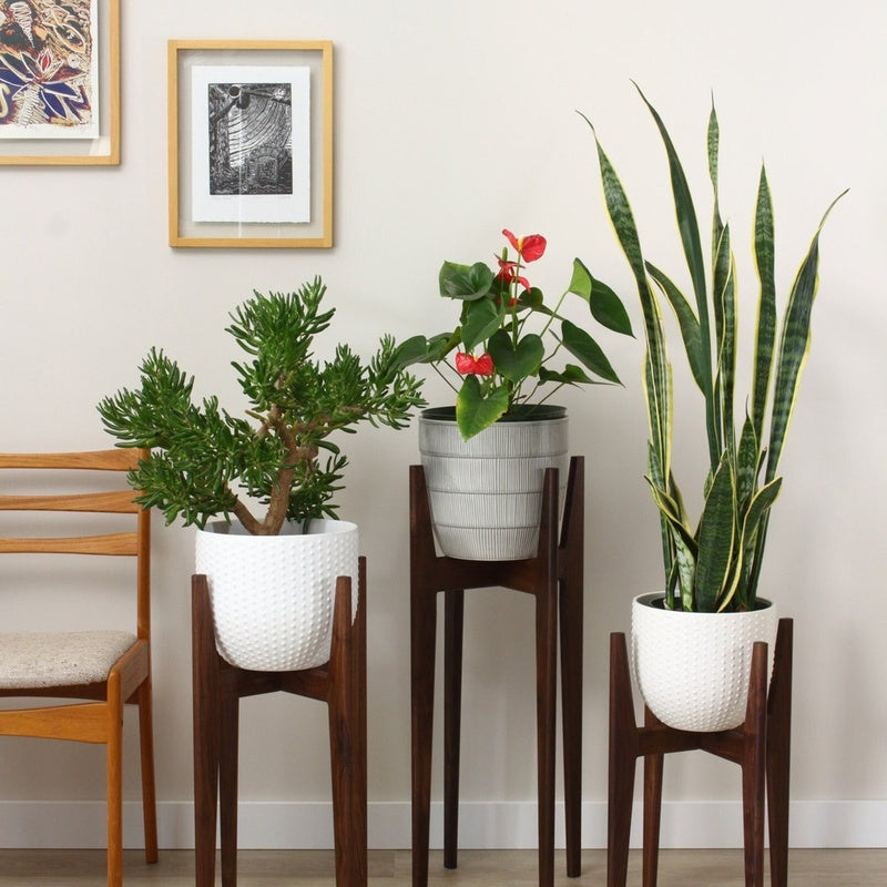 Plant Stand Set of Three at Different Heights in Solid Ash